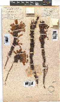 Erica glandulosa subsp. glandulosa image