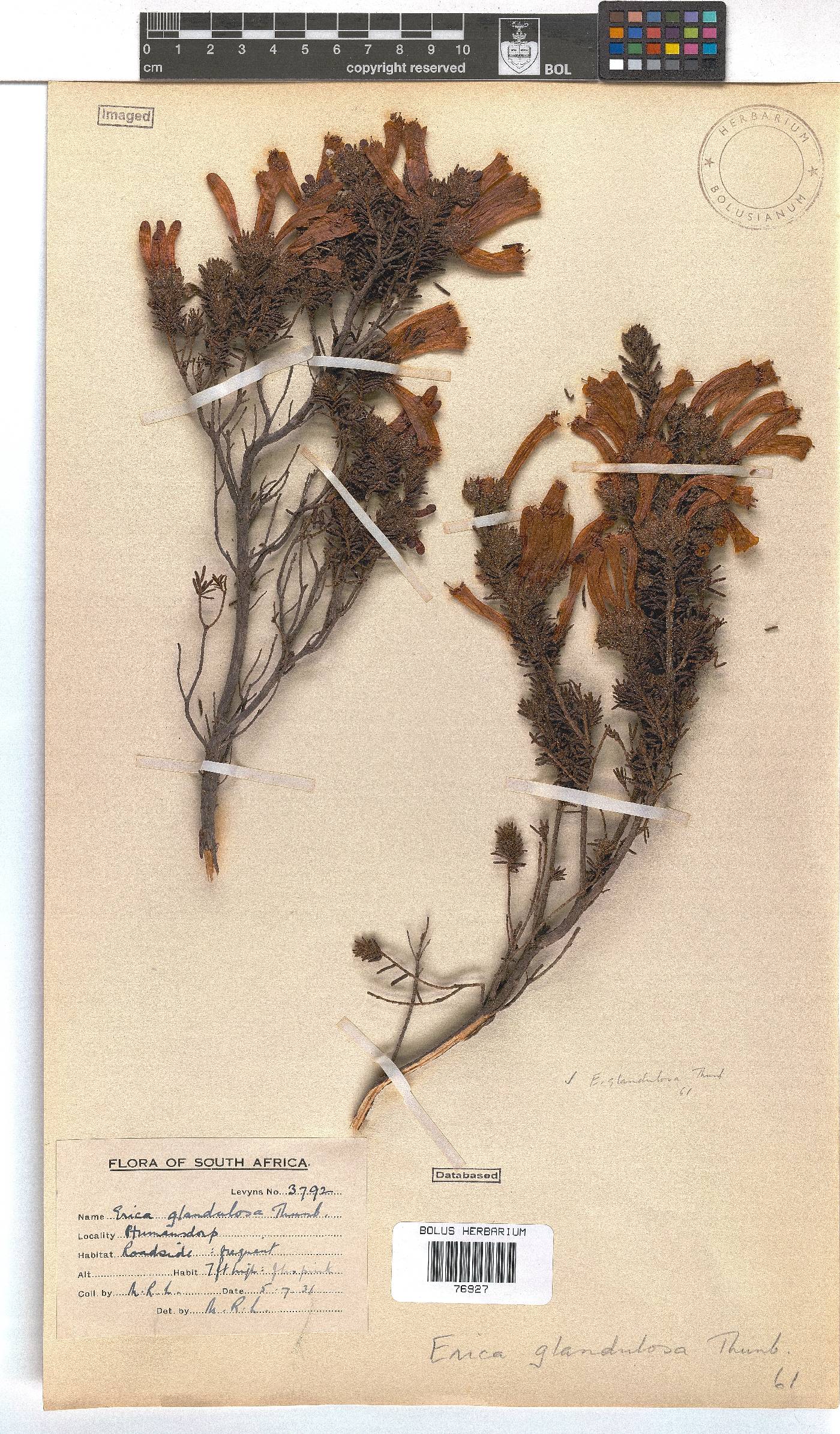 Erica glandulosa image