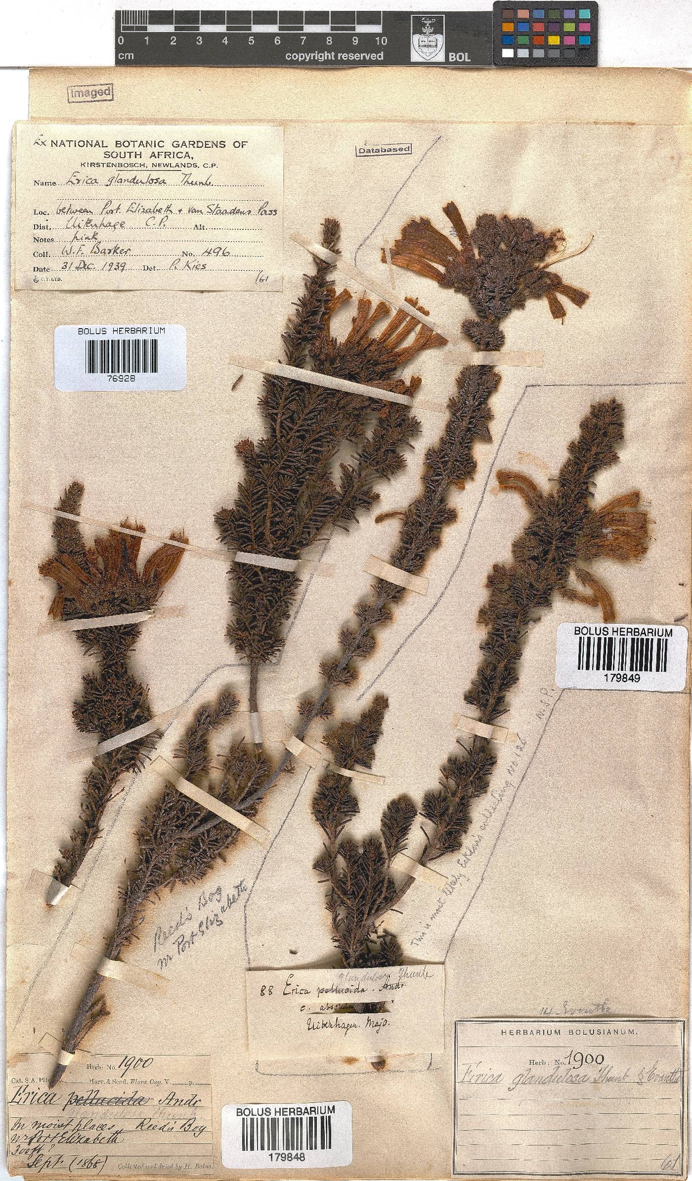 Erica glandulosa subsp. glandulosa image