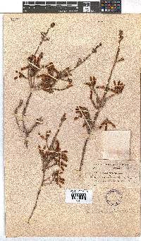 Erica chloroloma image