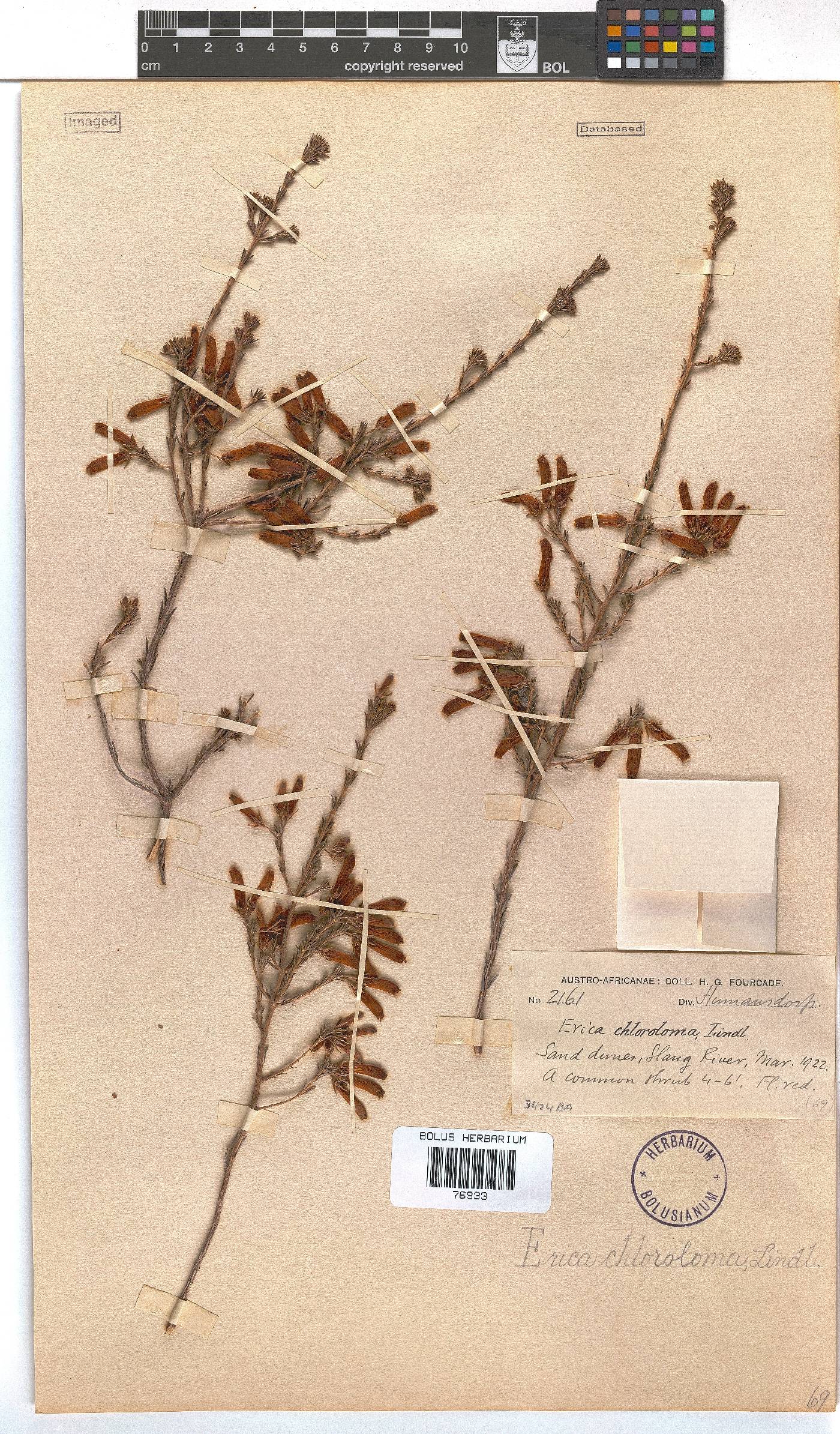 Erica chloroloma image