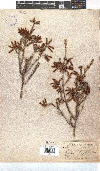 Erica chloroloma image