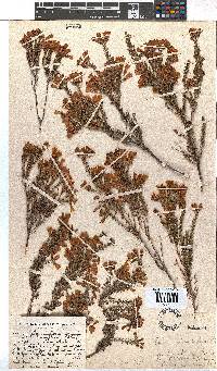 Erica glandulosa image