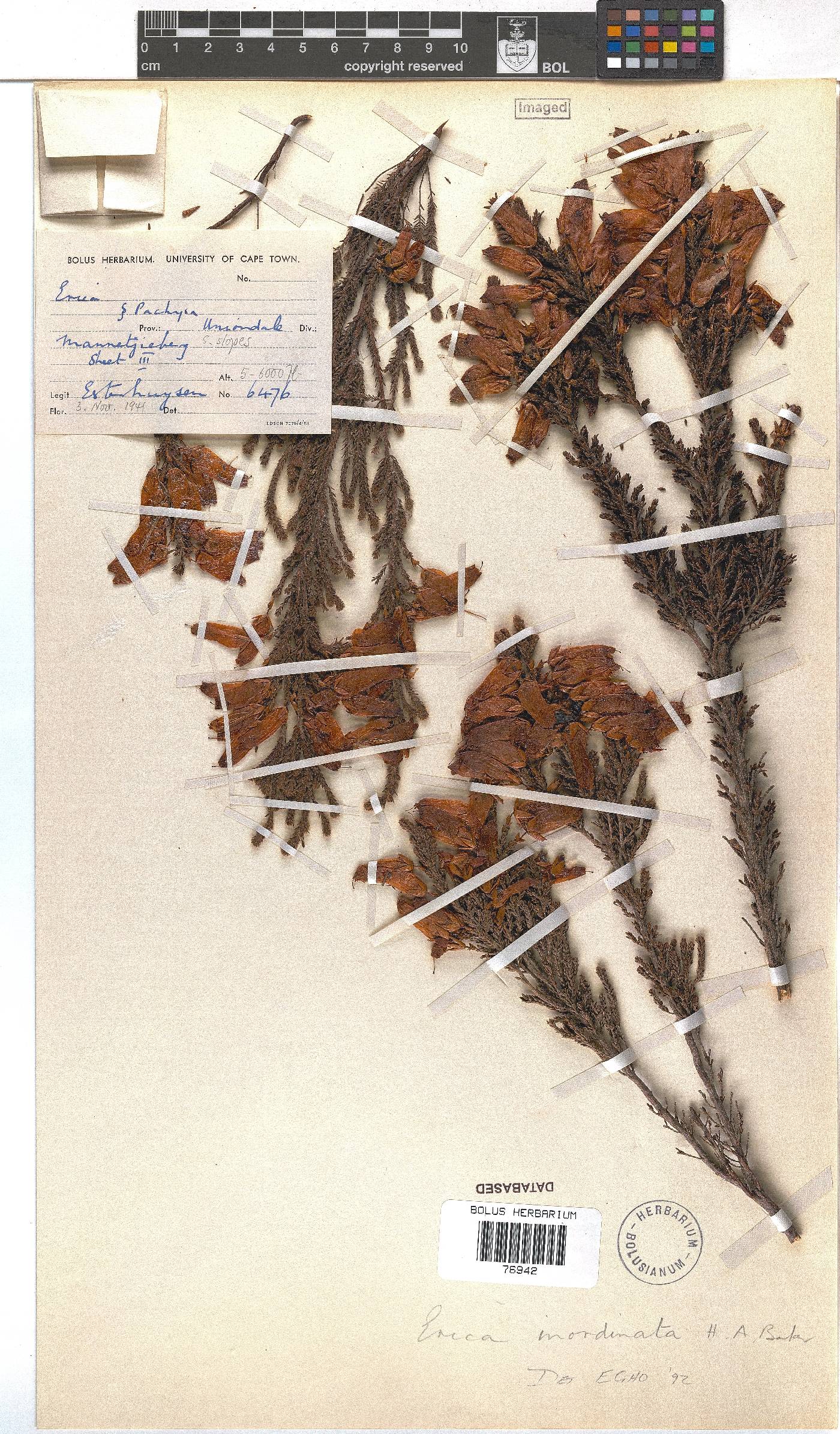 Erica inordinata image