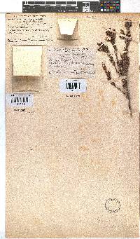 Erica inordinata image