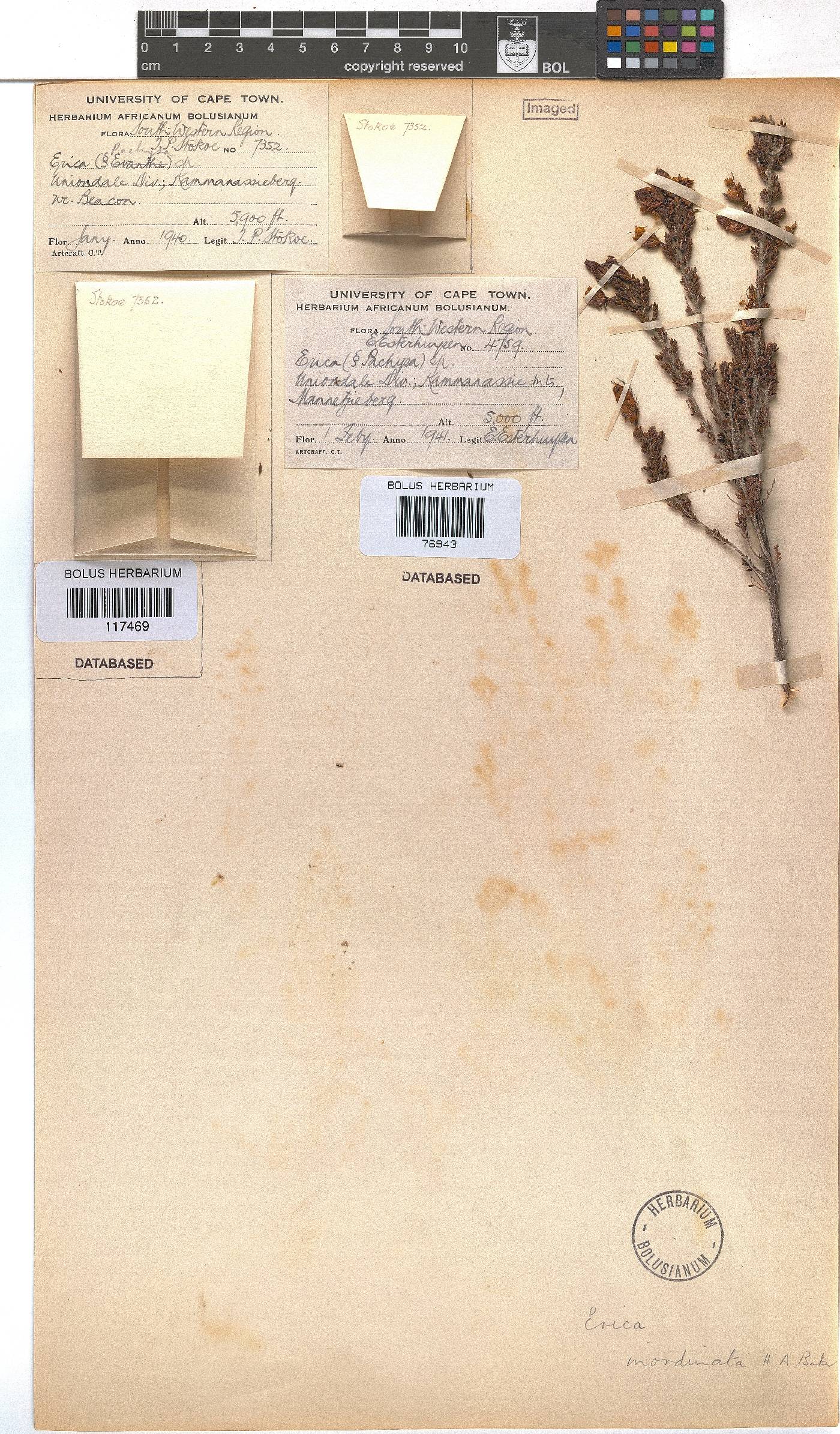 Erica inordinata image