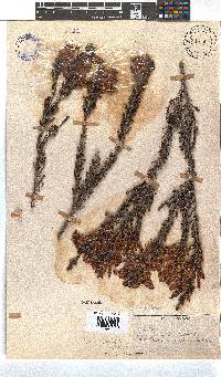 Erica inordinata image