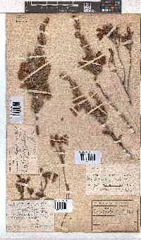 Erica pectinifolia image