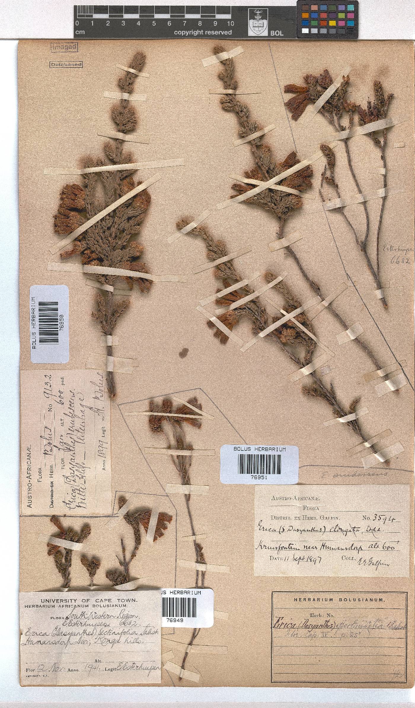 Erica pectinifolia image