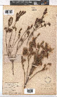 Erica pectinifolia image