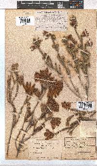 Erica pectinifolia image