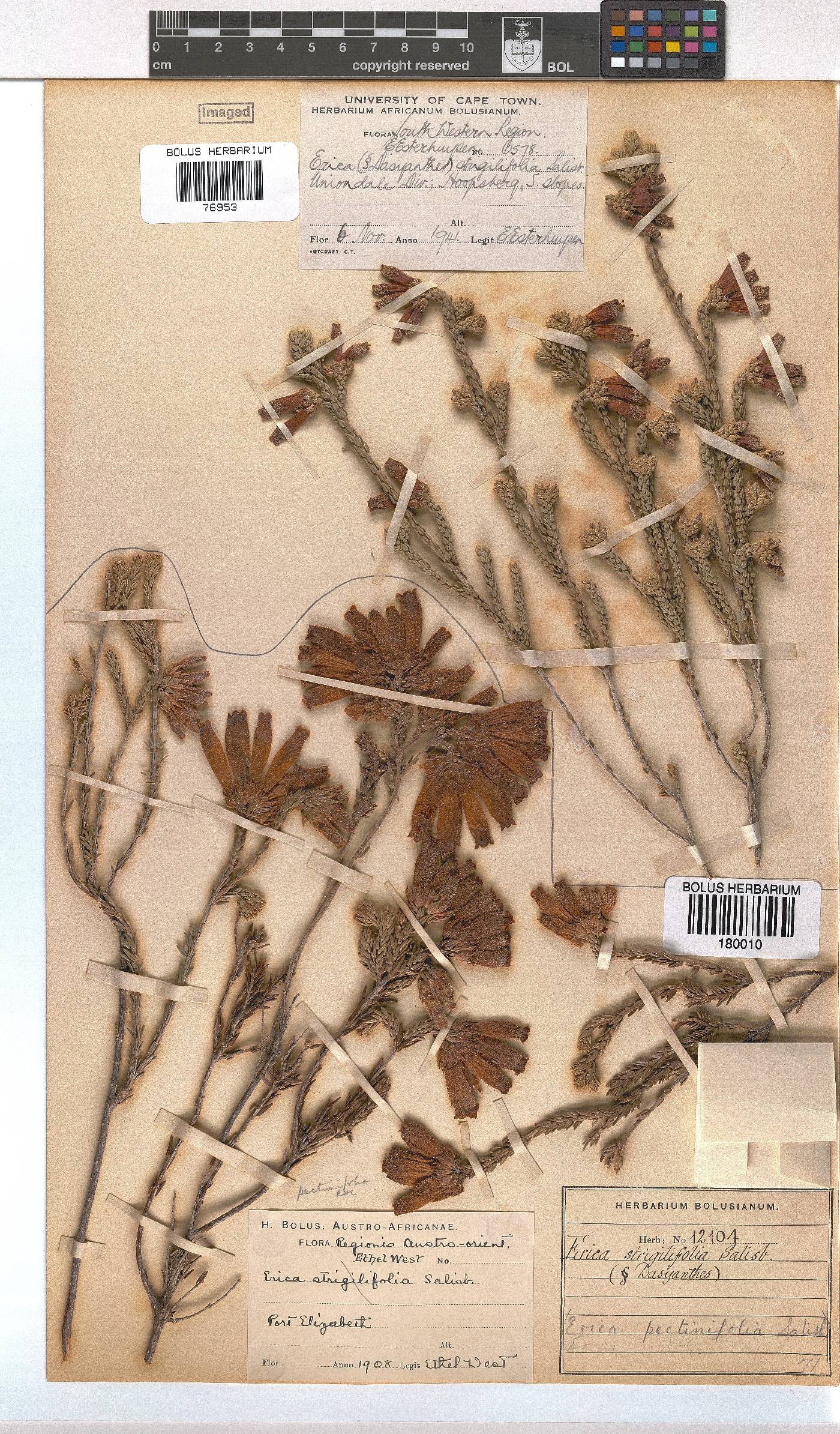 Erica pectinifolia var. pectinifolia image