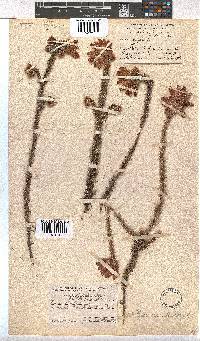 Erica cerinthoides image