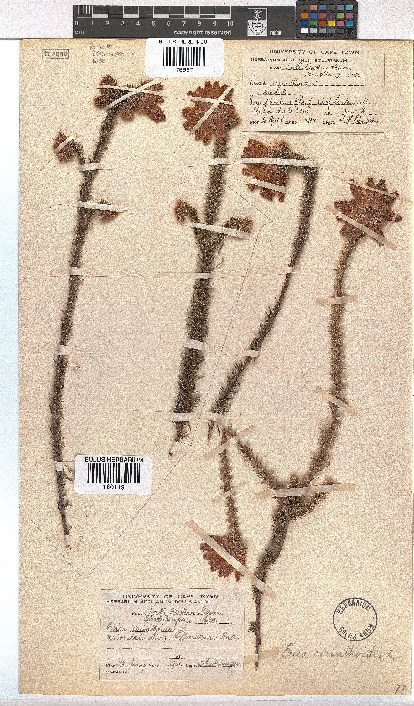 Erica cerinthoides var. barbertona image