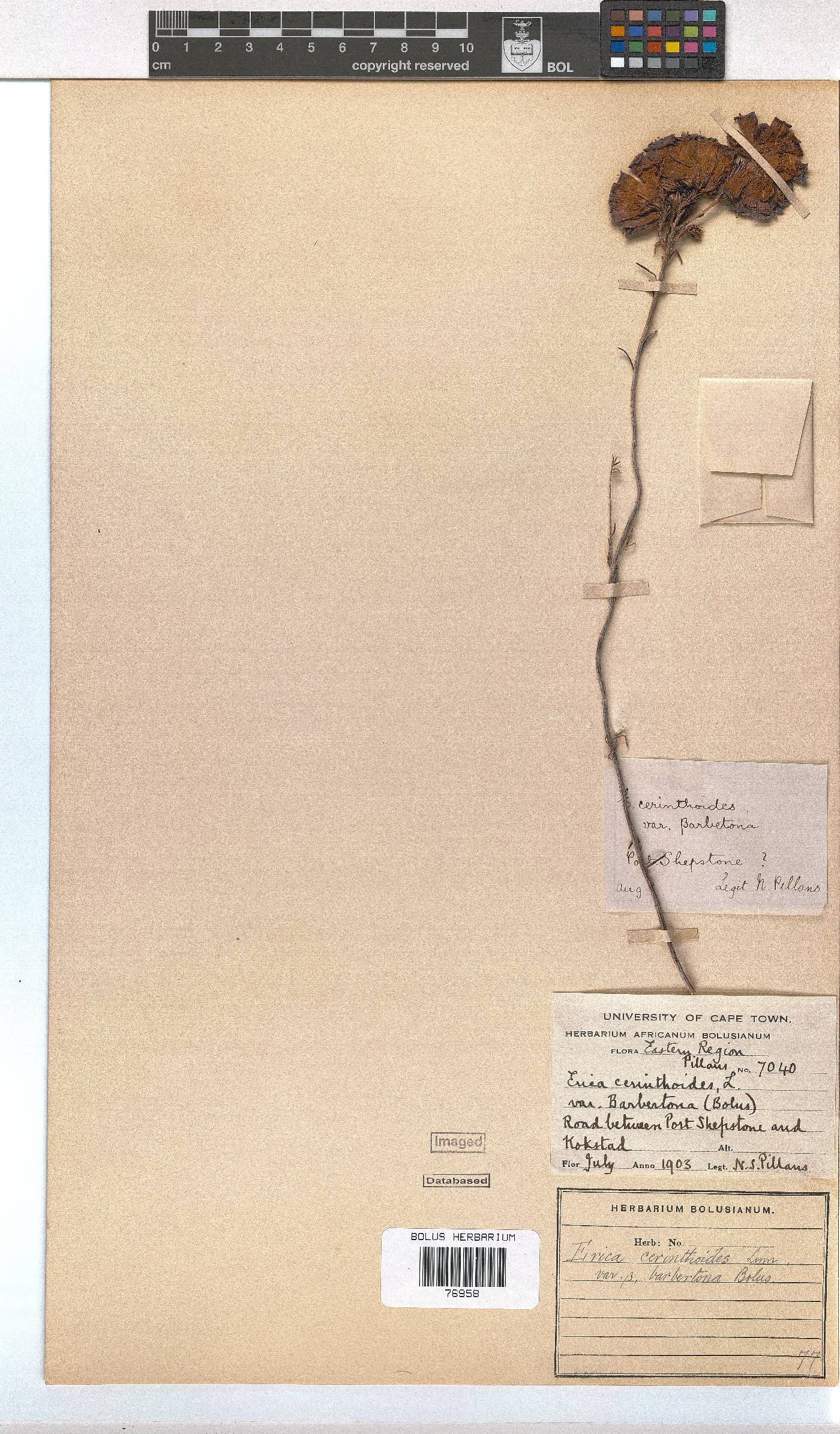 Erica cerinthoides var. barbertona image