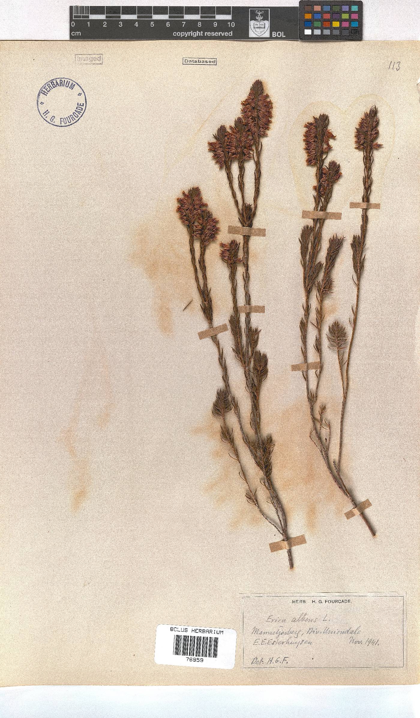 Erica albens var. albens image