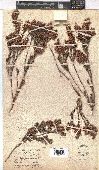 Erica georgica image