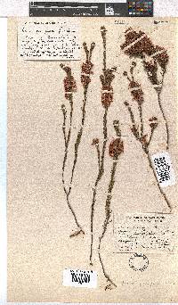 Erica georgica image