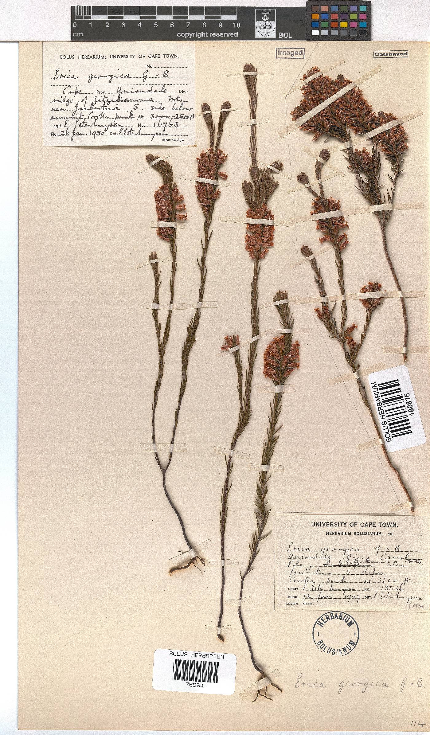 Erica georgica image
