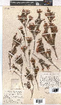 Erica georgica image