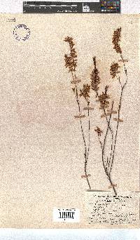 Erica tetragona image