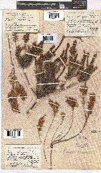 Erica tetragona image