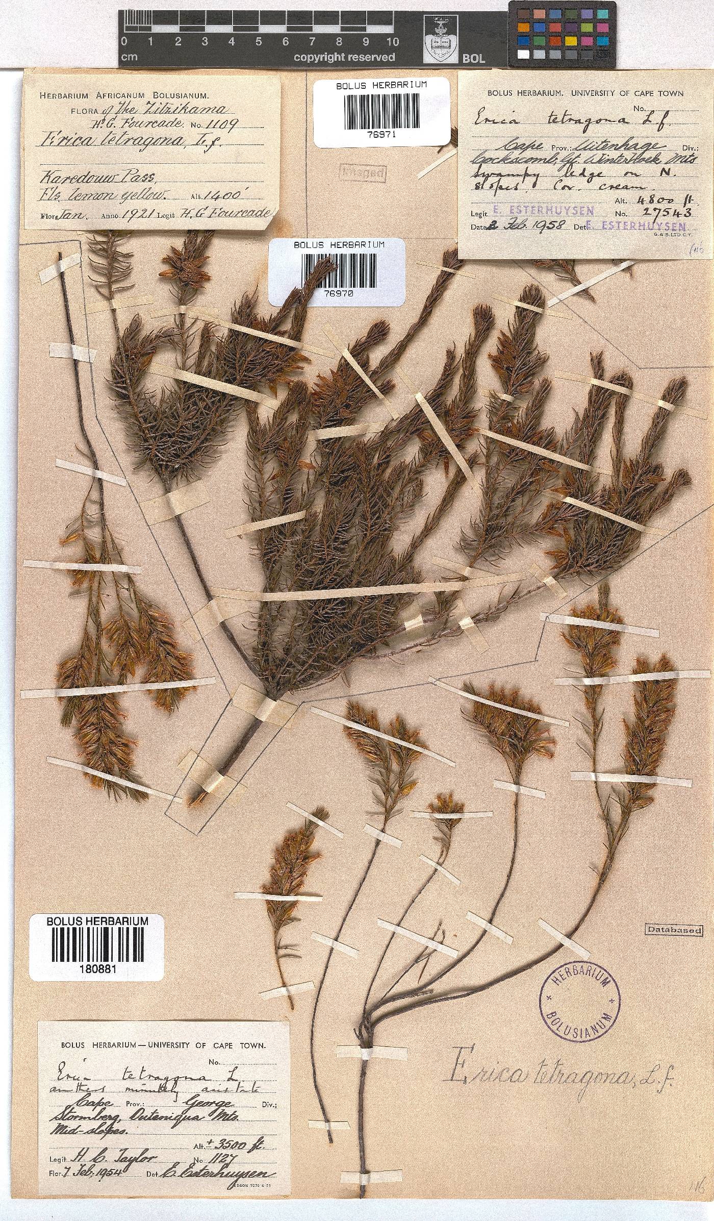 Erica tetragona image