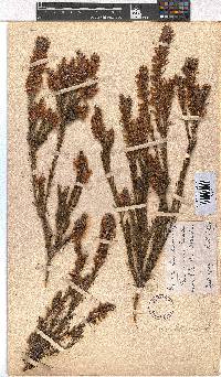 Erica tetragona image