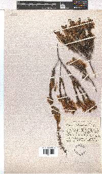 Erica tetragona image