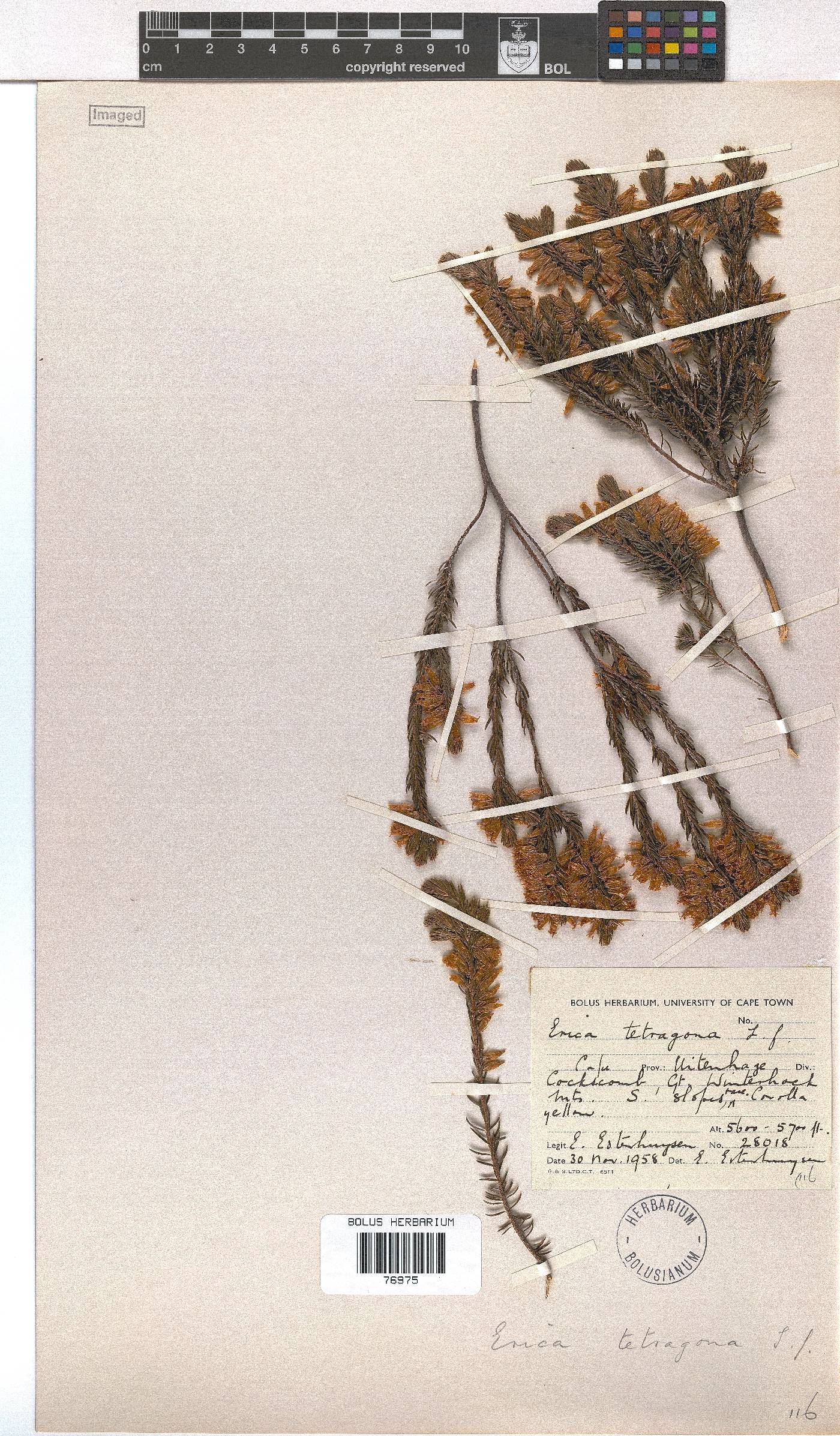 Erica tetragona image