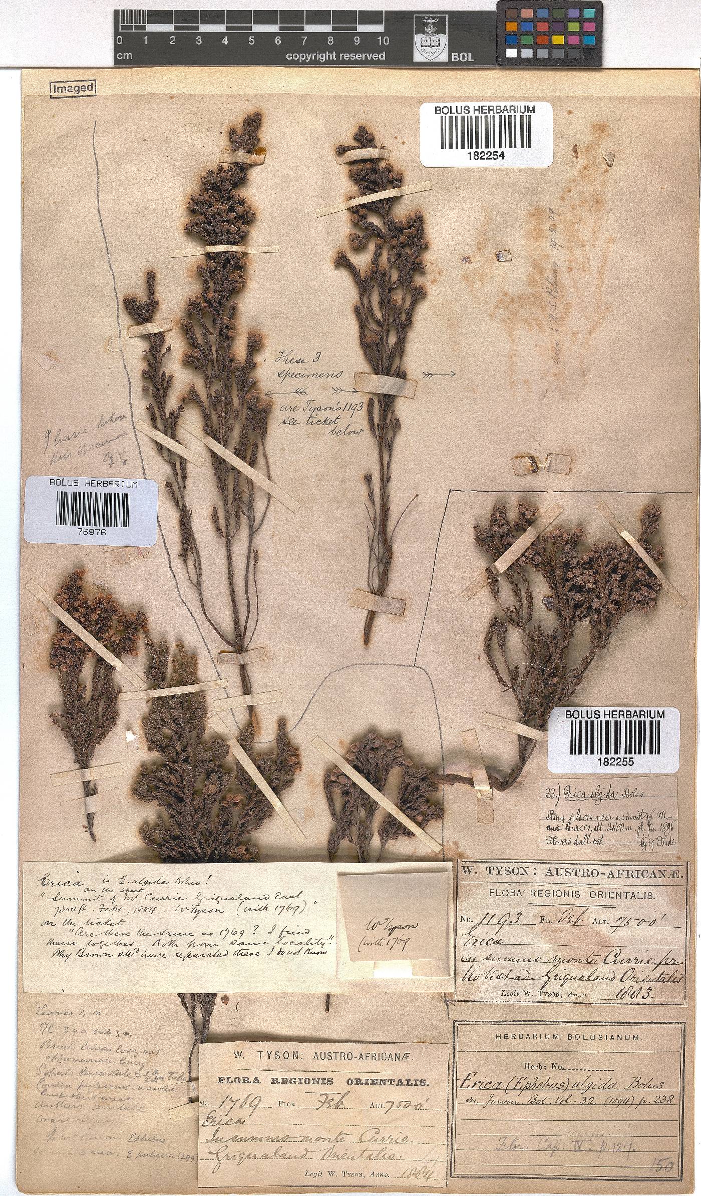 Erica algida image