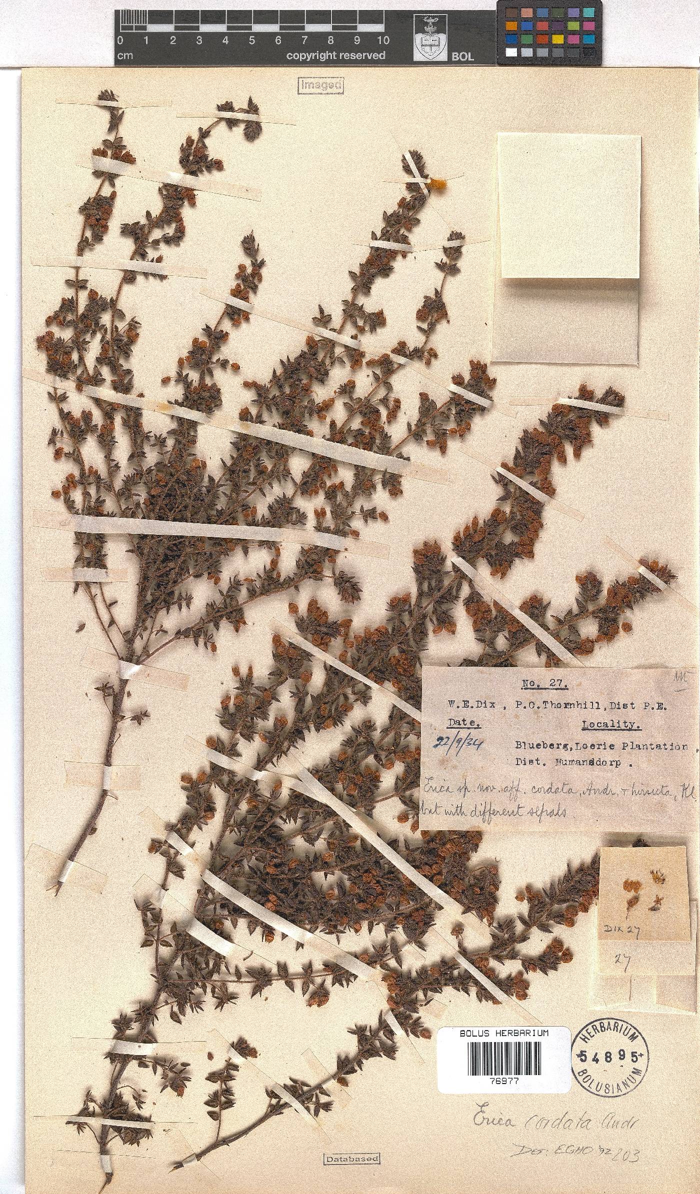 Erica cordata var. cordata image