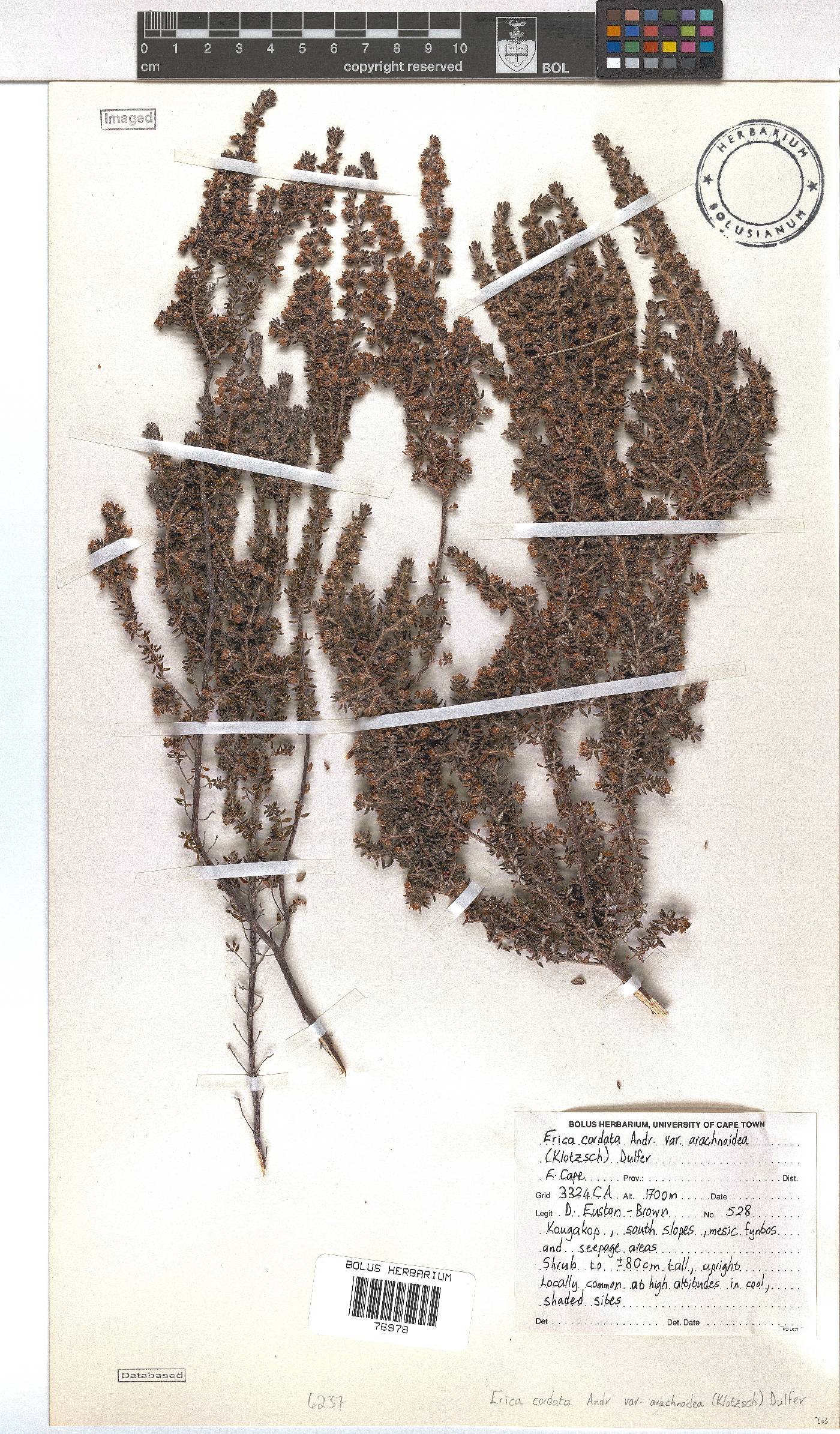 Erica cordata var. cordata image