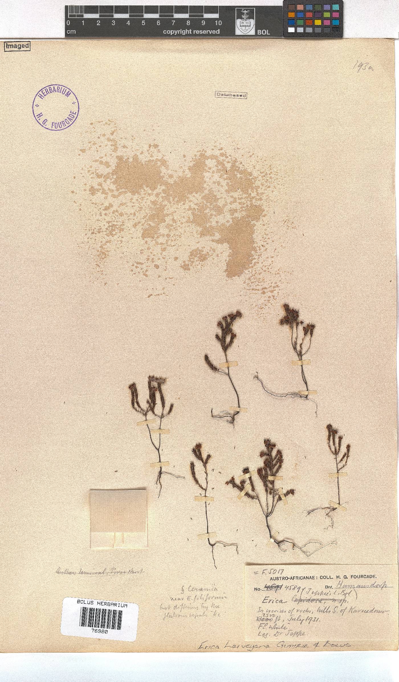 Erica harveyana image