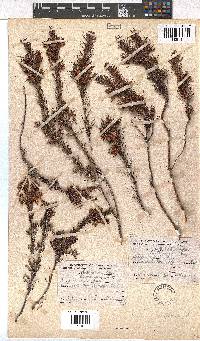 Erica conferta image