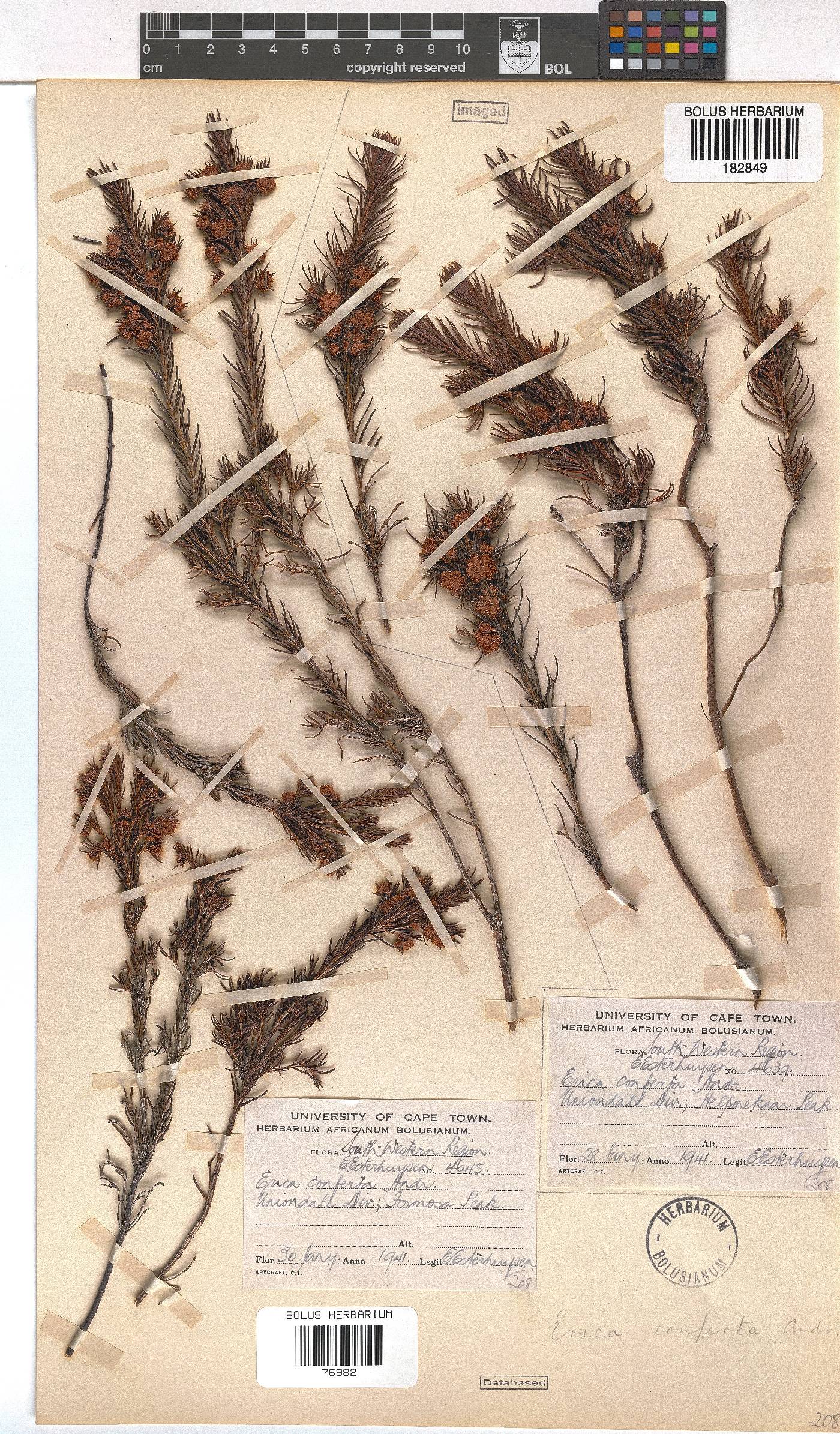 Erica conferta image
