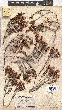 Erica umbelliflora image