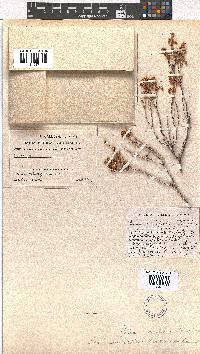 Erica umbelliflora image