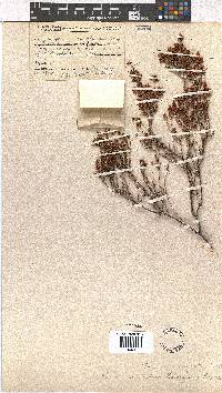 Erica umbelliflora image