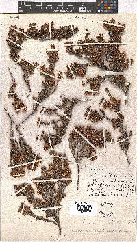 Erica umbelliflora image