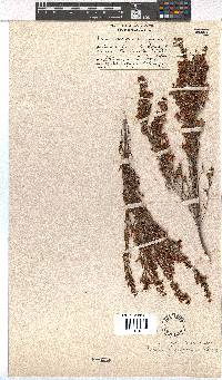 Erica simulans image