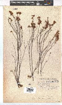 Erica simulans image