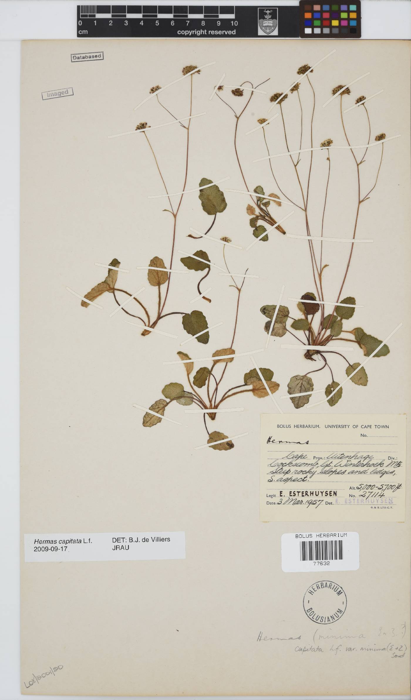 Hermas capitata image