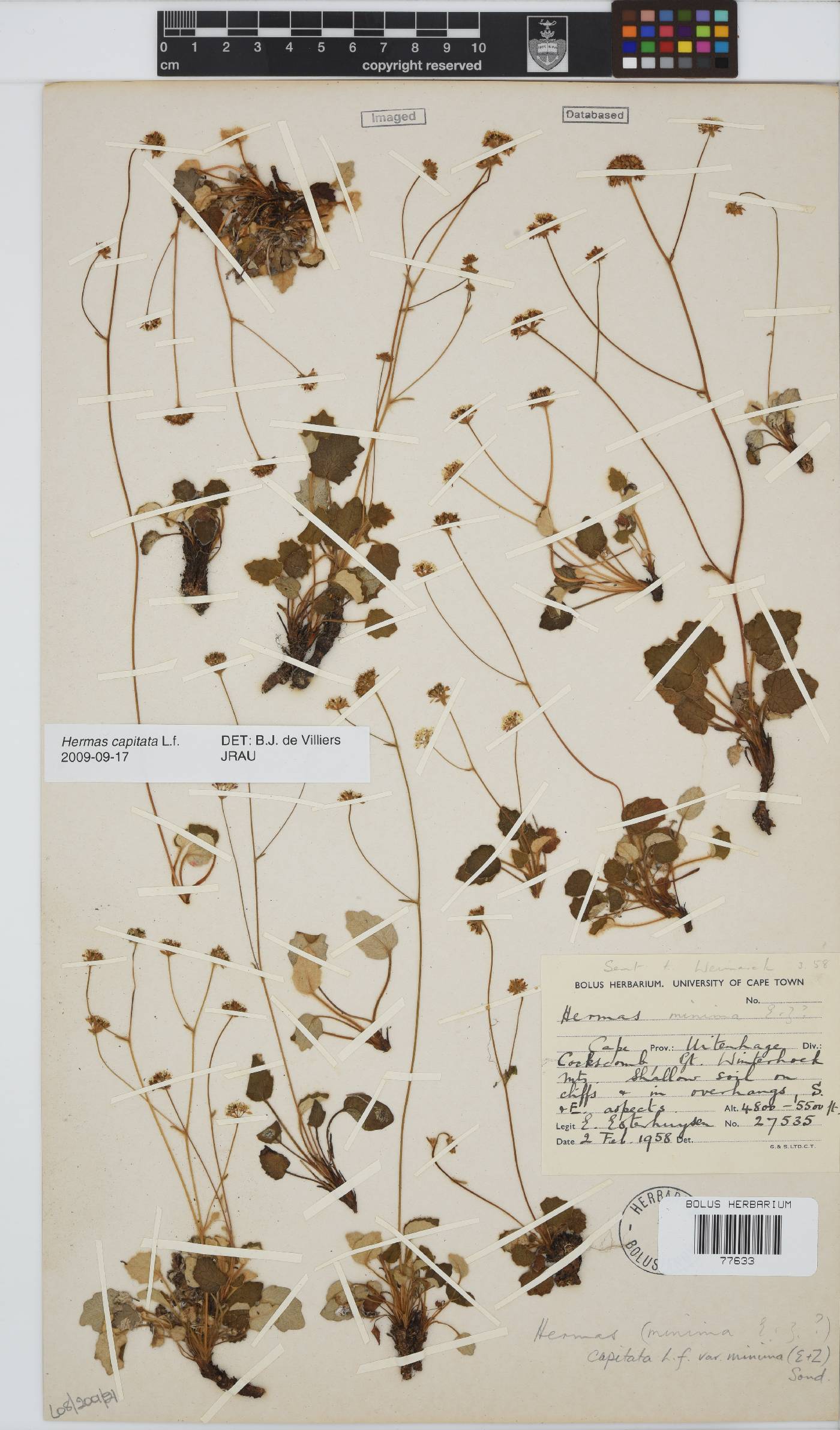 Hermas capitata image