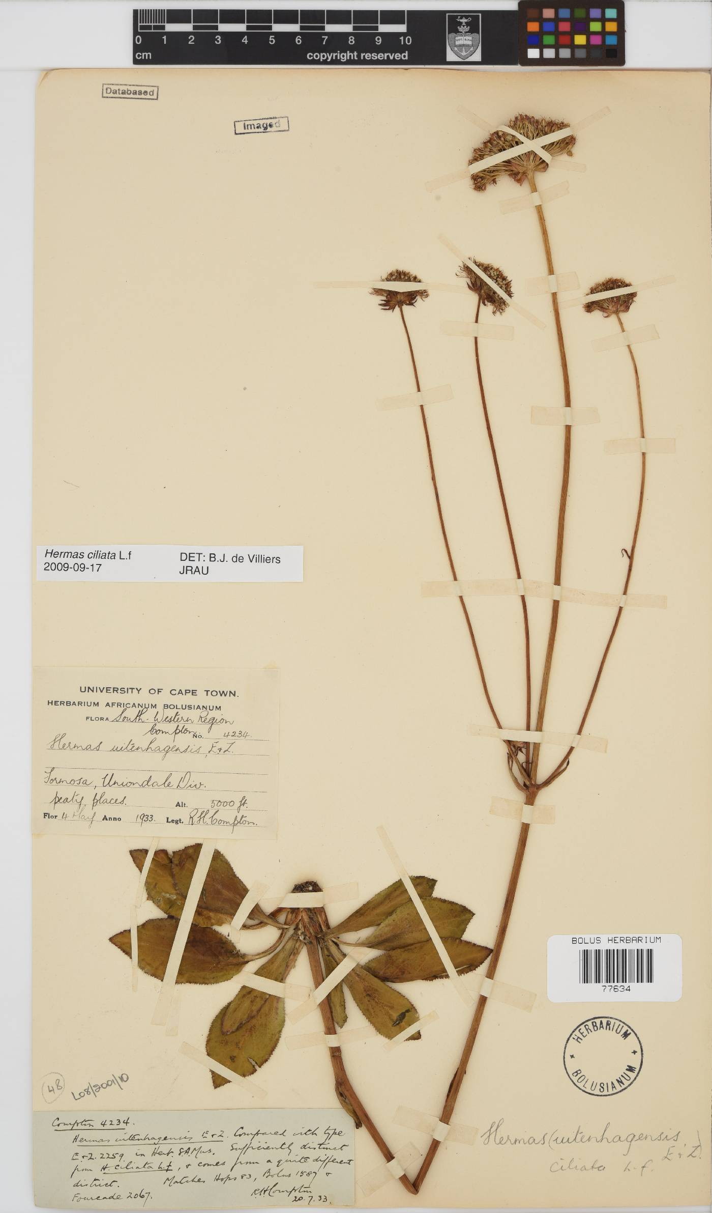 Hermas ciliata image