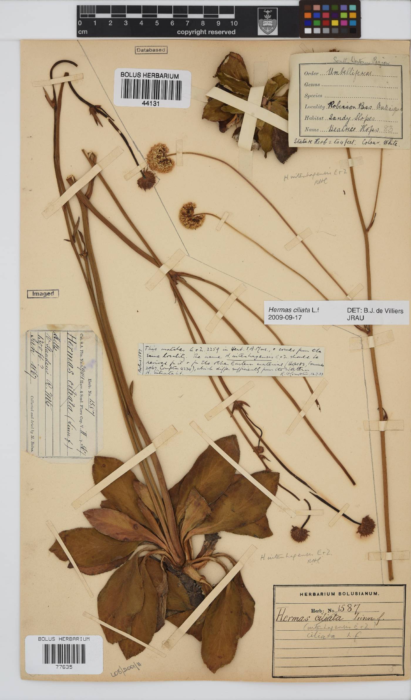 Hermas ciliata image