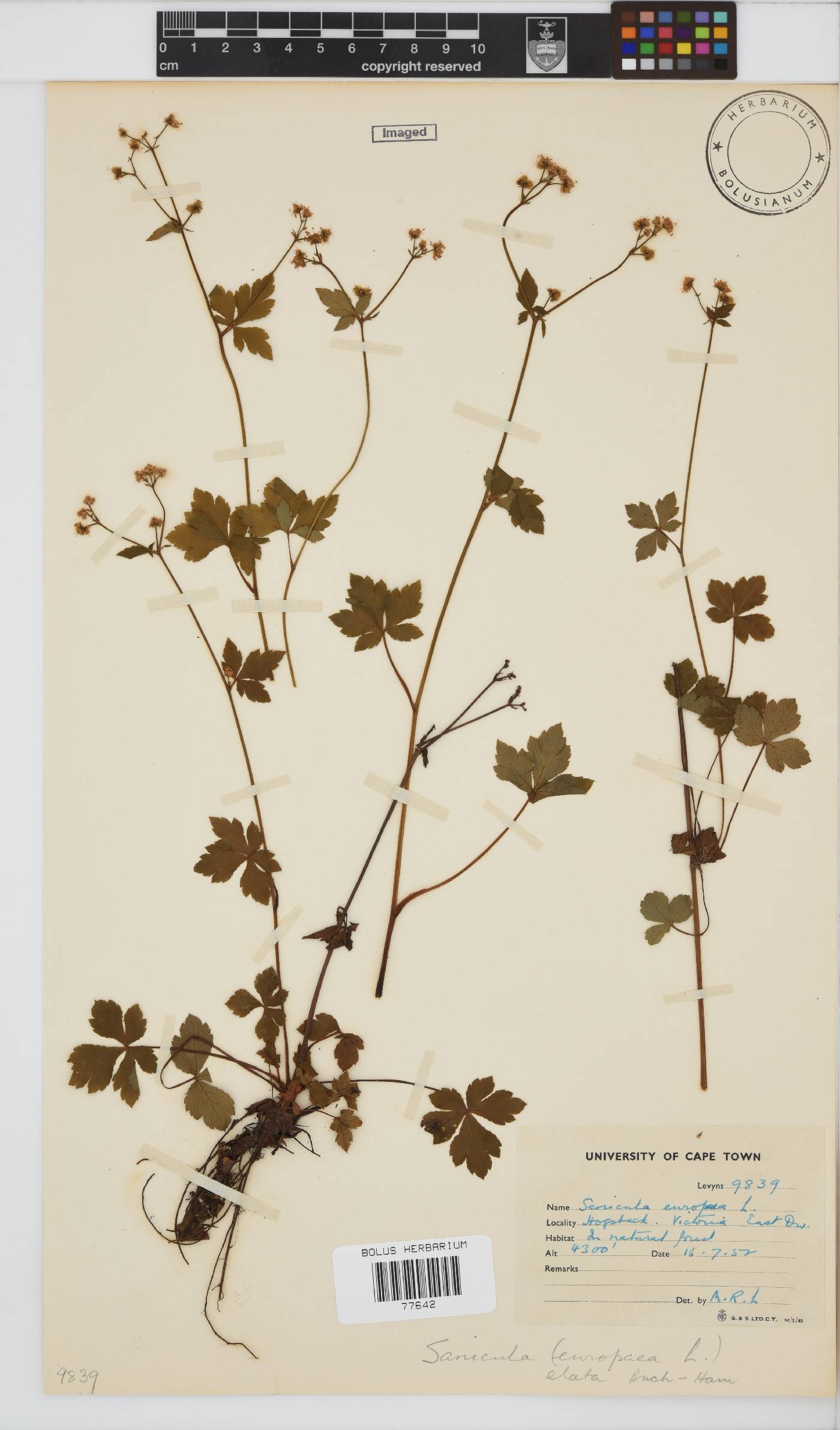 Sanicula elata image