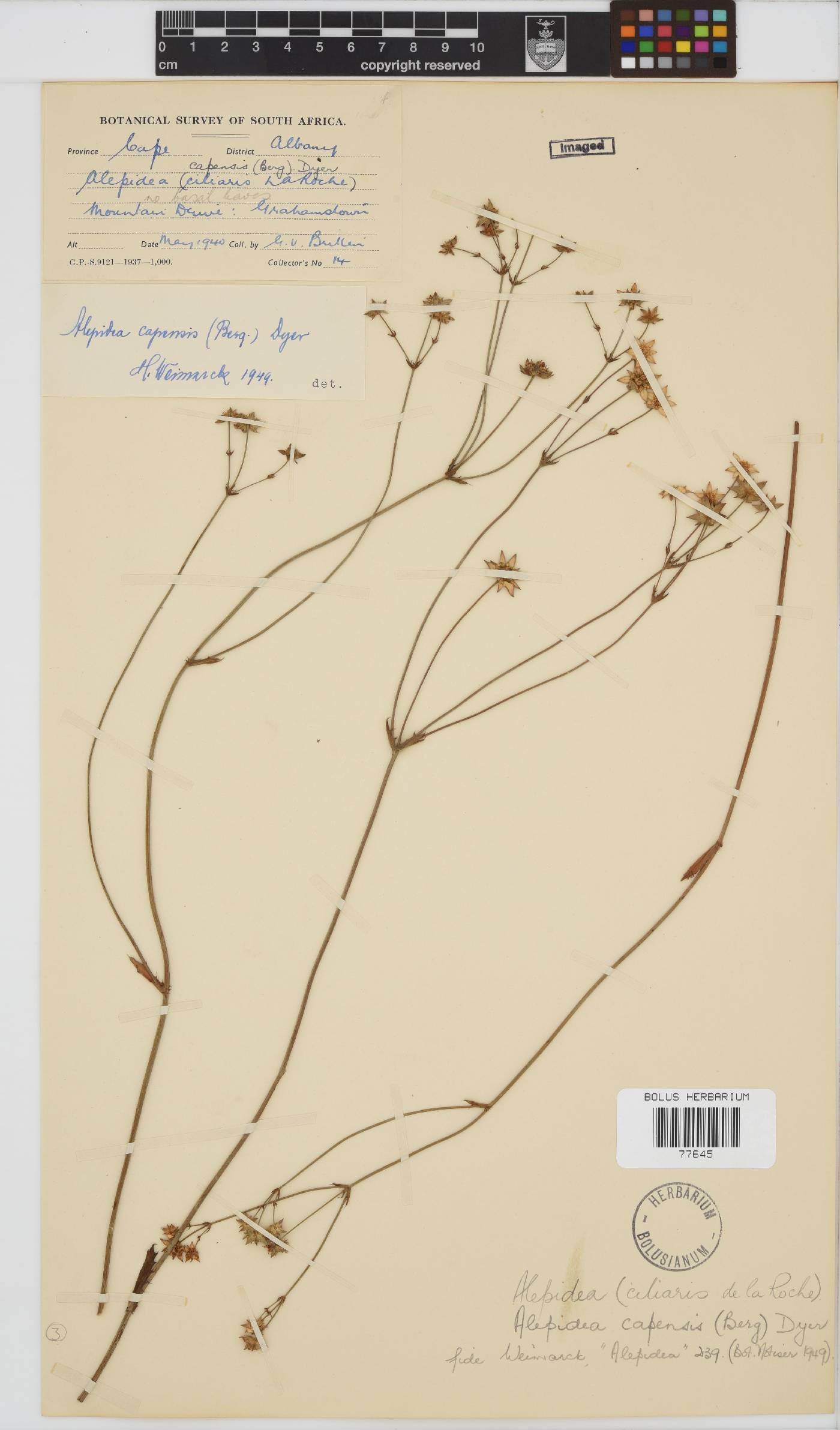 Apiaceae image