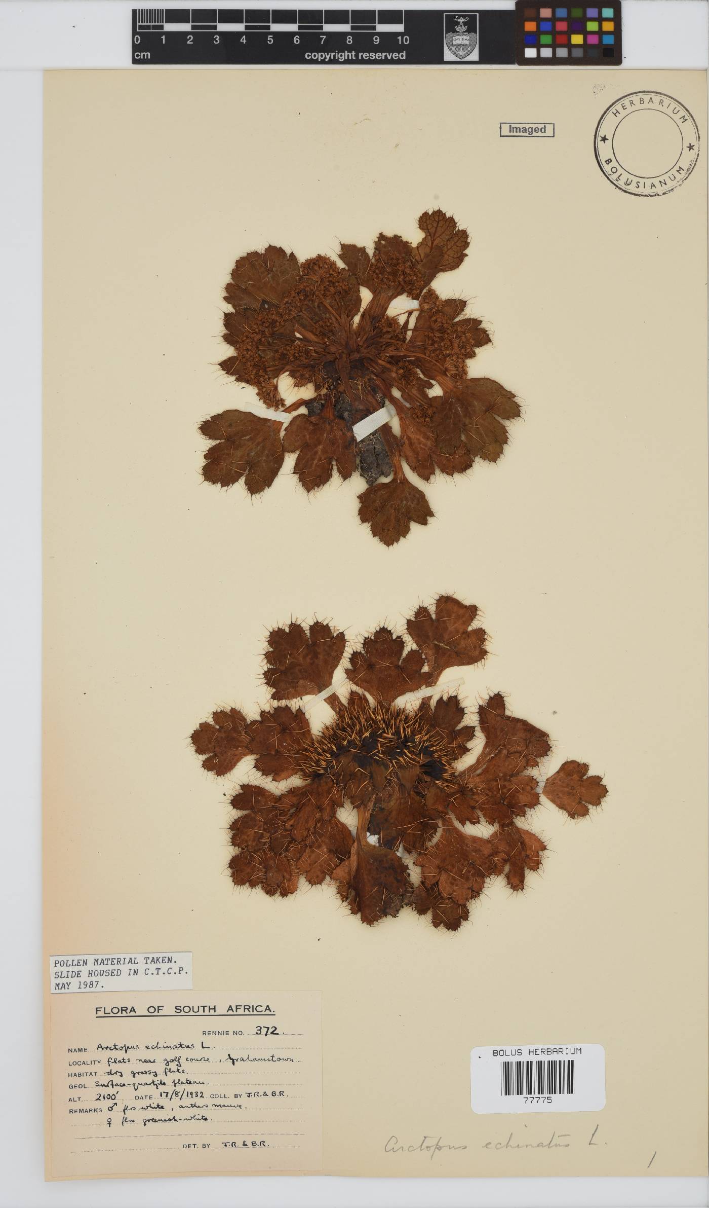 Arctopus echinatus image