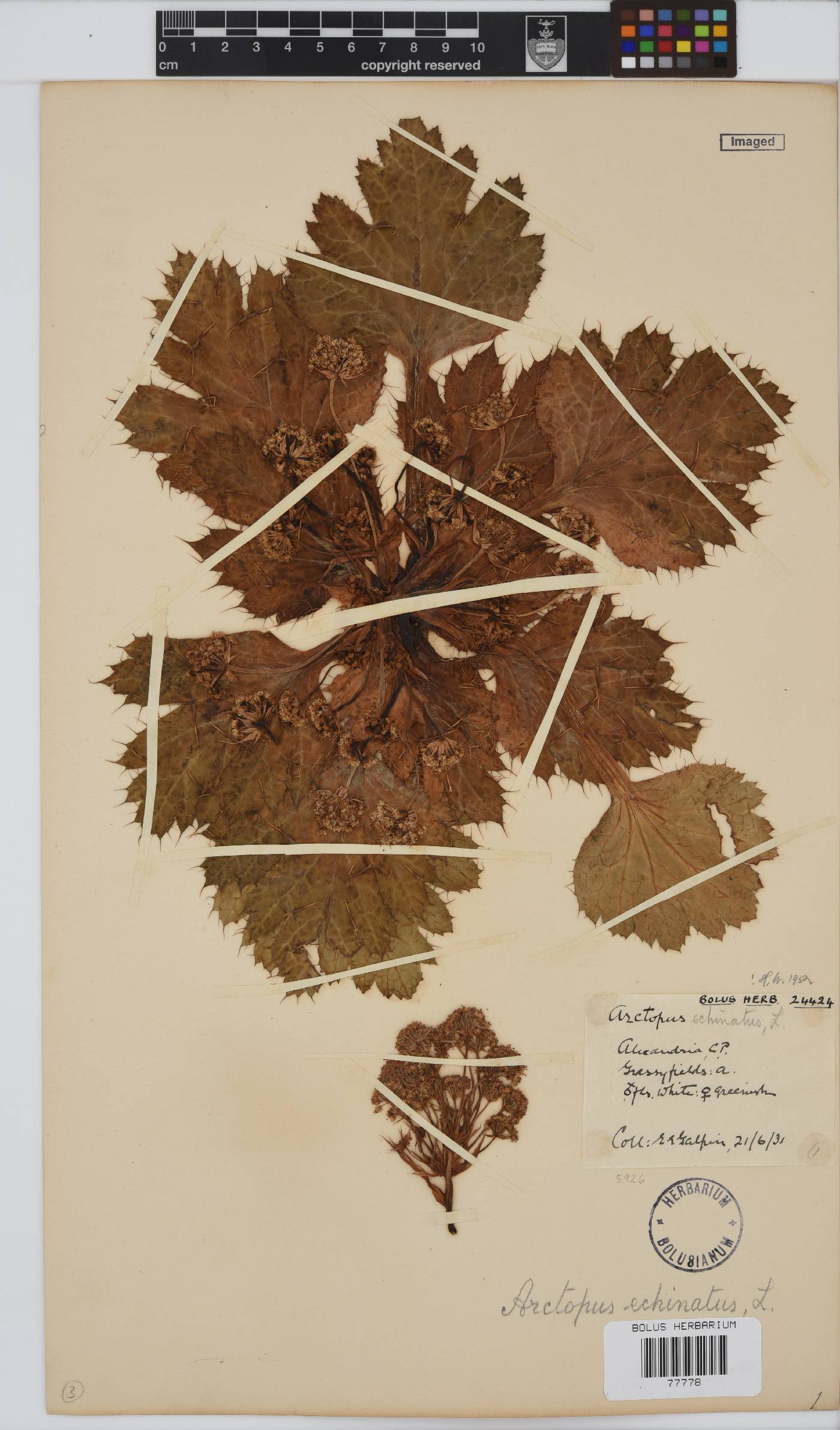 Arctopus echinatus image